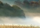 Morning mist 2